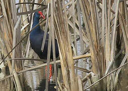 Western Swamphen