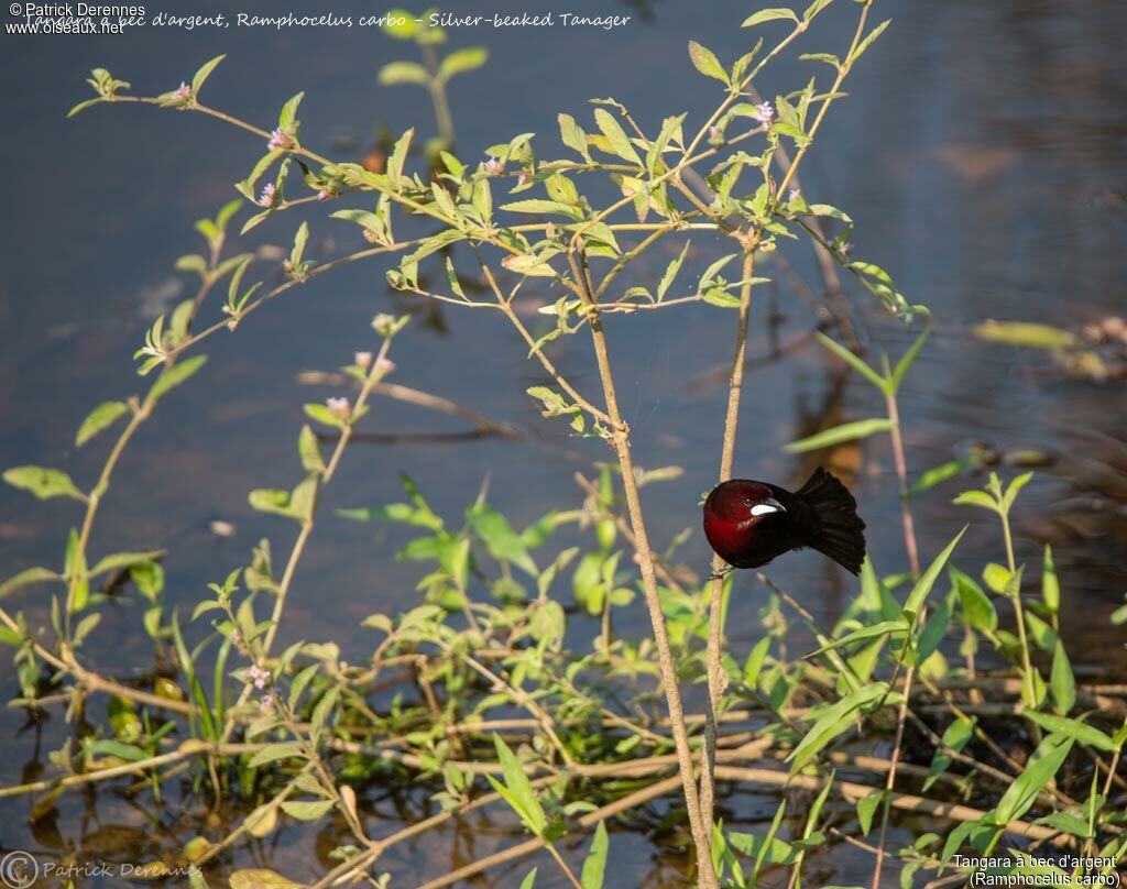 Silver-beaked Tanager male, identification, habitat