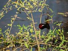 Silver-beaked Tanager