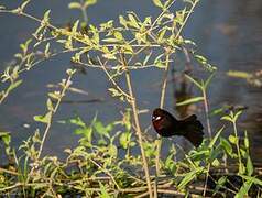 Silver-beaked Tanager