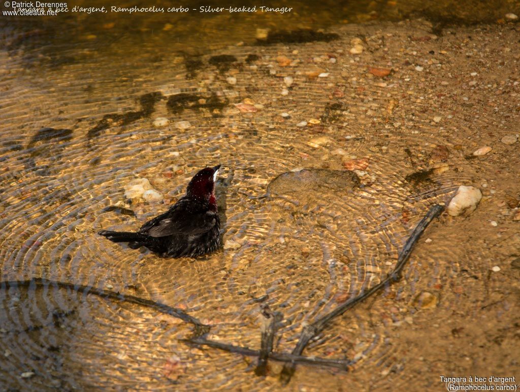 Silver-beaked Tanager, identification, habitat