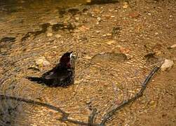 Silver-beaked Tanager