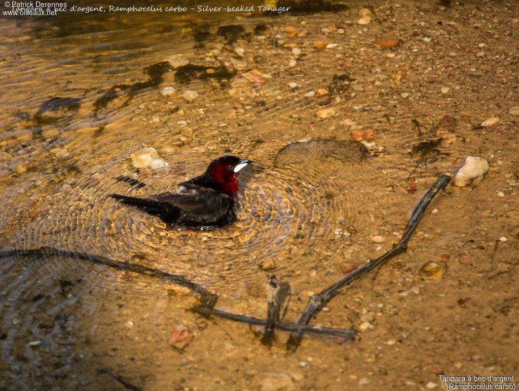 Silver-beaked Tanager, identification