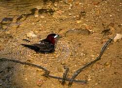 Silver-beaked Tanager