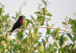 Silver-beaked Tanager