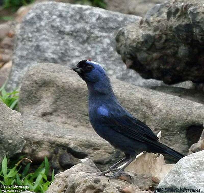 Diademed Tanageradult, identification