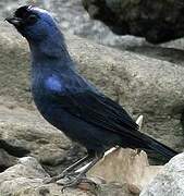 Diademed Tanager