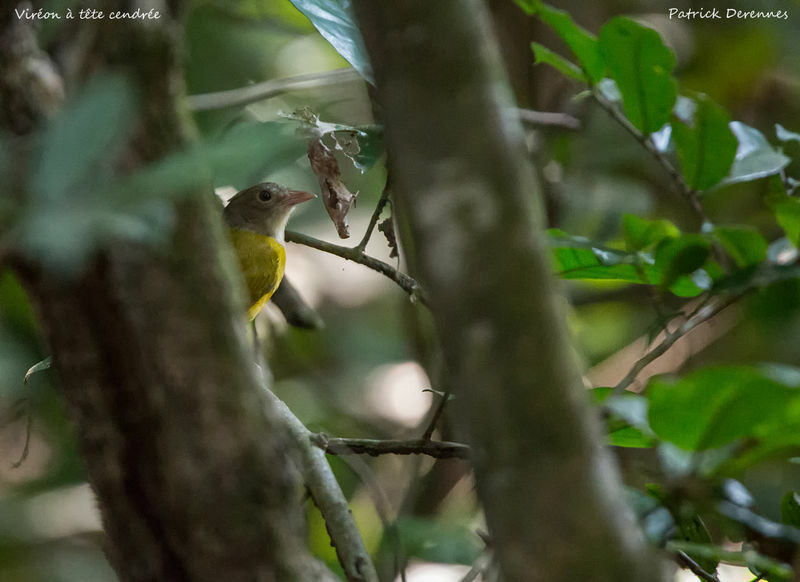 Grey-headed Tanager, identification, habitat