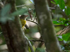 Grey-headed Tanager