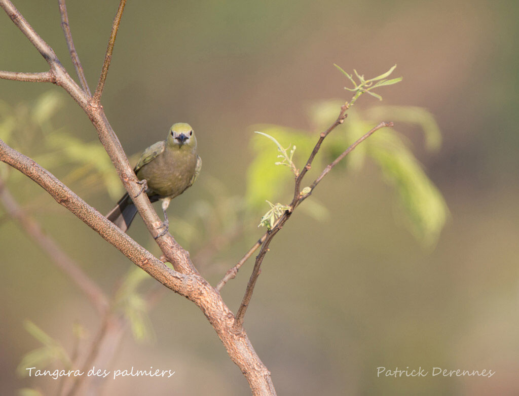 Palm Tanager, identification, habitat