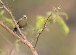 Palm Tanager