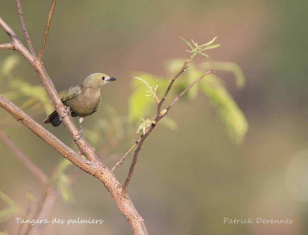 Tangara des palmiers, identification, habitat