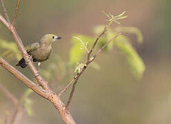 Palm Tanager