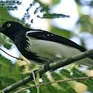 Tangara pillurion