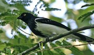 Magpie Tanager