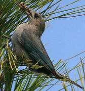 Sayaca Tanager