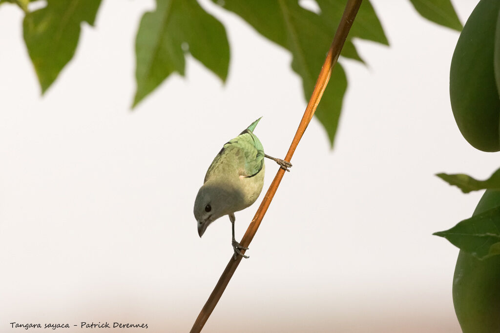 Sayaca Tanager, identification, habitat