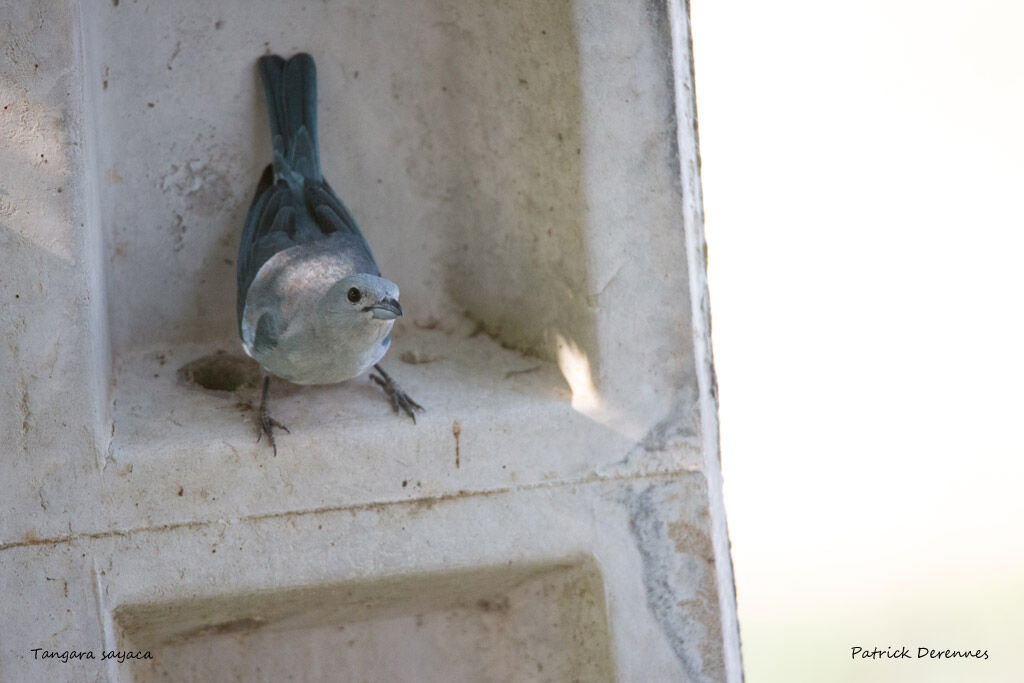 Sayaca Tanager, identification