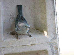 Sayaca Tanager