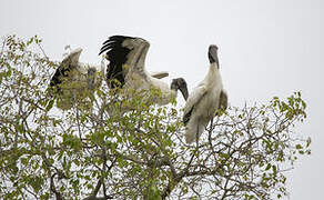 Wood Stork