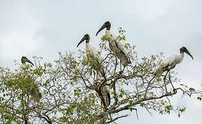 Wood Stork