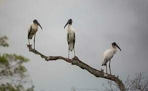 Wood Stork