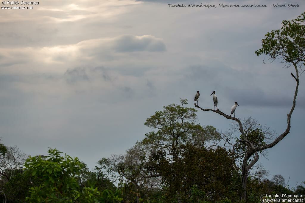 Wood Stork, habitat