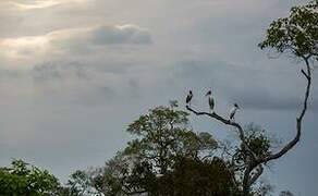 Wood Stork