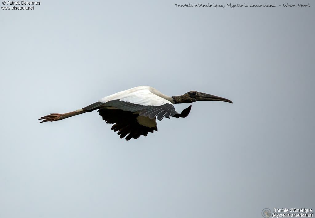 Wood Stork, Flight