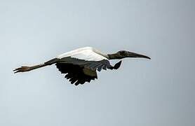 Wood Stork