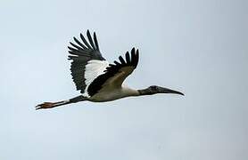 Wood Stork