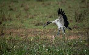 Wood Stork