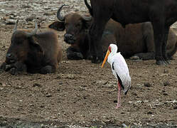 Yellow-billed Stork