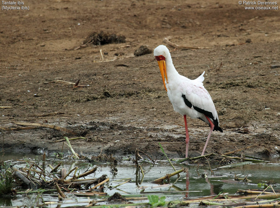 Yellow-billed Storkadult, identification