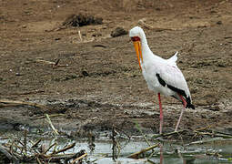 Yellow-billed Stork