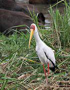 Yellow-billed Stork