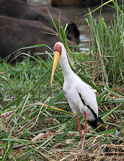 Tantale ibis