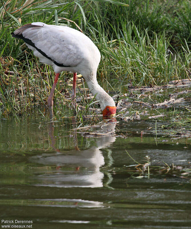 Yellow-billed Storkadult, fishing/hunting