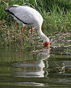 Yellow-billed Stork