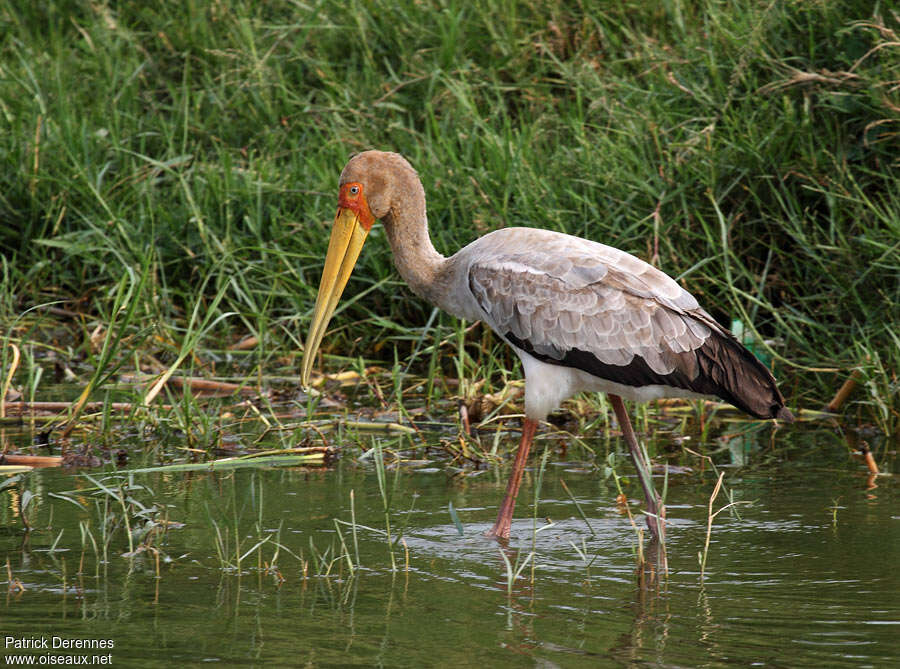 Tantale ibisimmature, identification