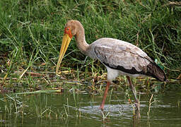 Yellow-billed Stork