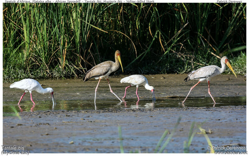 Tantale ibis, identification, Comportement