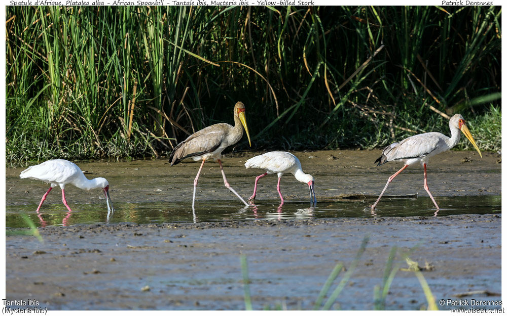 Yellow-billed Stork, identification, Behaviour