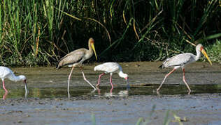 Yellow-billed Stork