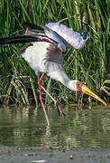 Yellow-billed Stork