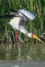 Tantale ibis