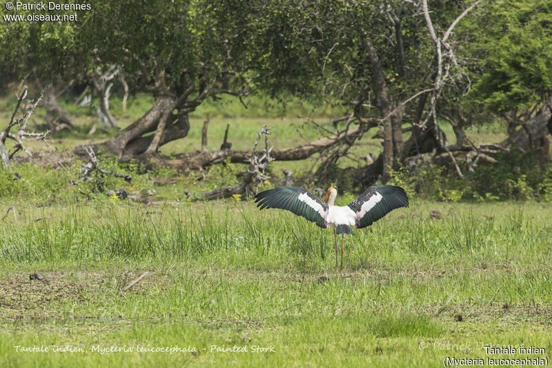 Painted Stork, identification, habitat, care, aspect