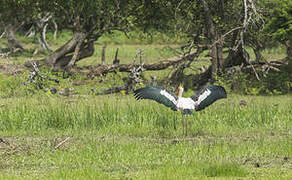 Painted Stork