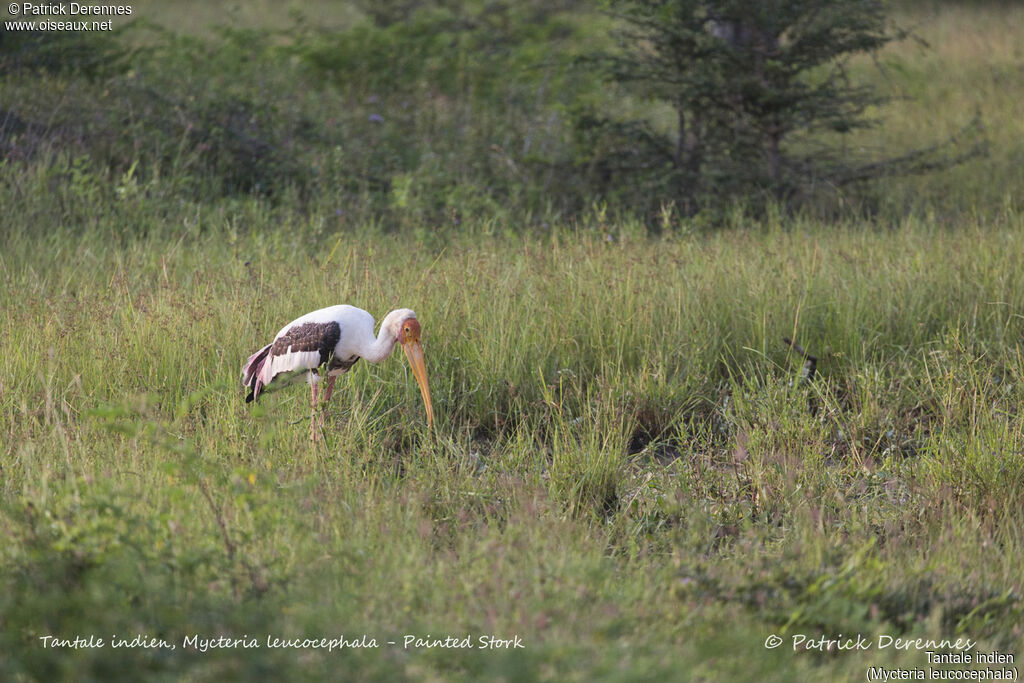 Painted Stork, identification, habitat