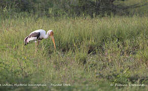 Painted Stork